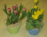 Potted Tulips