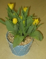 Potted Tulips