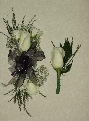 Flowers From The Alleghany Prom