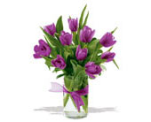 spring tulips - purple