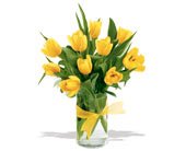 spring tulips - yellow